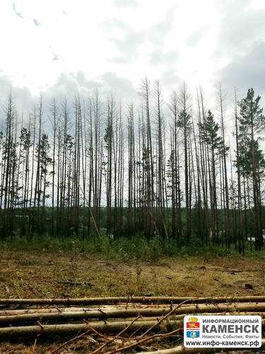 На месте лесного пожара − вырубка