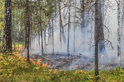 Площадь лесного пожара под Екатеринбургом увеличилась до 500 га